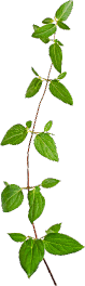 leaf devider